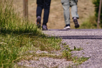 Fototapeta premium Walk in company along a country road