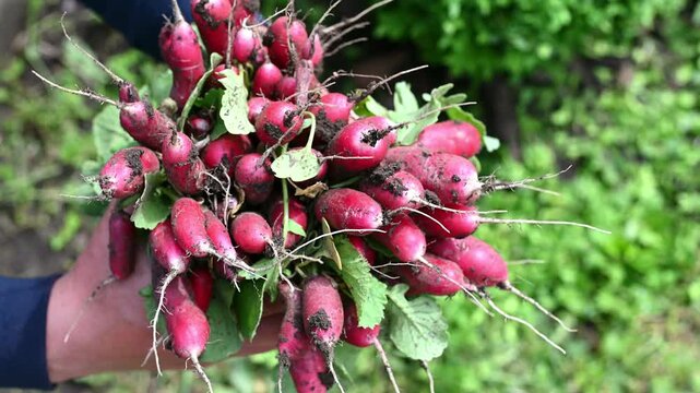 Male hands holding freshly picked radishes in a garden. Natural harvest, organic vegetables and home farming concept with fresh seasonal produce.