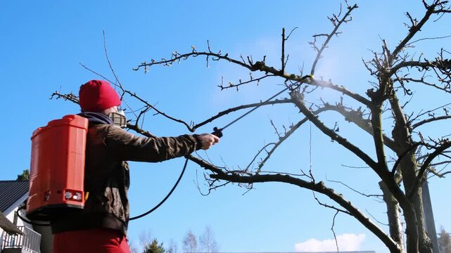 Worker spraying pesticide on a backyard for pest control, close-up, handles orchard. Gardening care work season. Early spring treatment of fruit trees, fungicide. Protecting the garden from diseases.