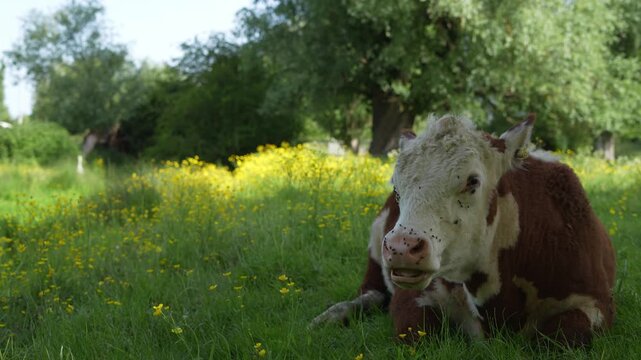 A front view of a Hereford cow chewing cud and smiling in a field during a summer's day