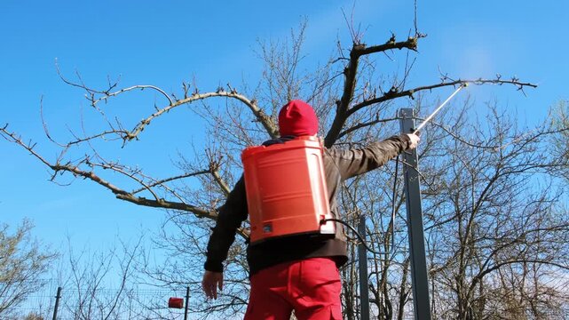 Worker spraying pesticide on a backyard for pest control, close-up, handles orchard. Gardening care work season. Early spring treatment of fruit trees, fungicide. Protecting the garden from diseases.