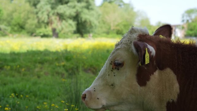 A side profile of a Hereford cow chewing cud and smiling in a field during a summer's day