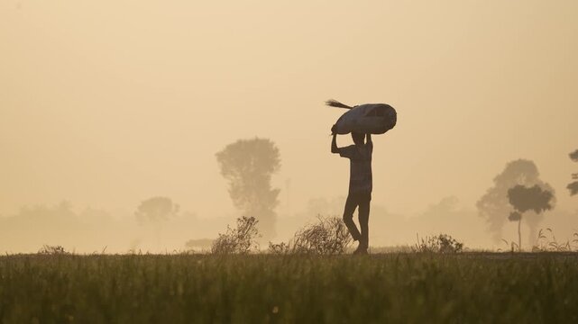 Bogura, Bangladesh - 17 May 2026: View of a worker carrying a large sack on his head while walking through a misty rural field during a golden sunrise.