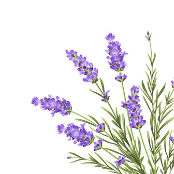 Elegant purple lavender bouquet on white, vector illustration