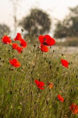 Naklejka premium Vibrant red poppy flowers blooming in a wild green meadow at sunset. Beautiful natural landscape with soft sunlight and bokeh background. Serene botanical scene of summer meadow flora.