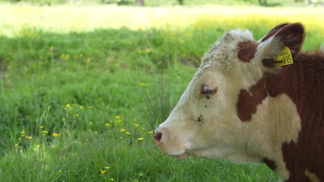 A side profile of a Hereford cow chewing cud and smiling in a field during a summer's day