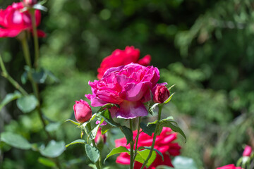 Fototapeta premium Purple rose flowers and bud growing in country rose garden. Rosebush abundant blooming in summer. Nature background with flowering purple roses. Natural floral summer bloom garden or park backdrop.