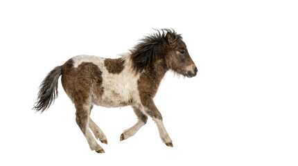 Fototapeta premium A young brown and white pony running, isolated on transparent background
