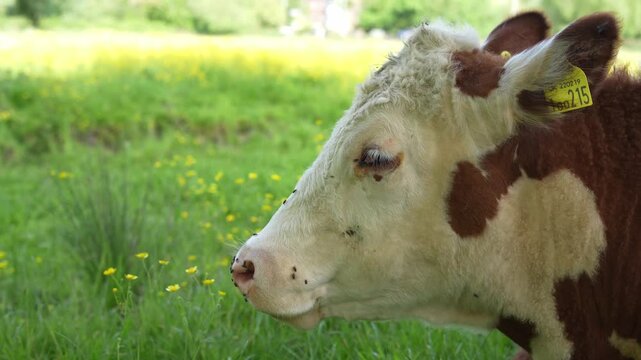 A side profile of a Hereford cow chewing cud and smiling in a field during a summer's day