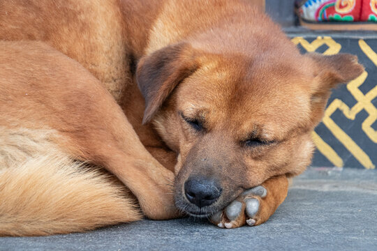 schlafender Hund
