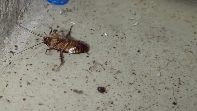 Close up cinematic footage of cockroach infestation problem inside house with dirty floor and hygiene issue concept