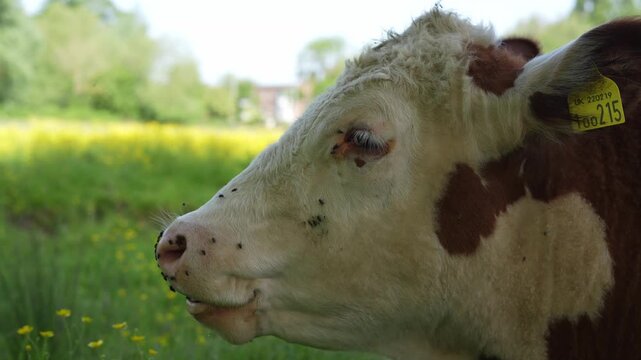 A side profile of a Hereford cow chewing cud and smiling in a field during a summer's day