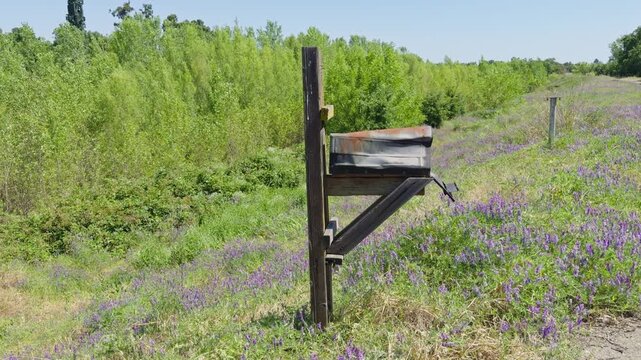 Old mailbox in purple vetch on Sacramento levee