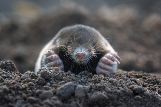 Mole digging through soil while emerging from a burrow during daylight hours