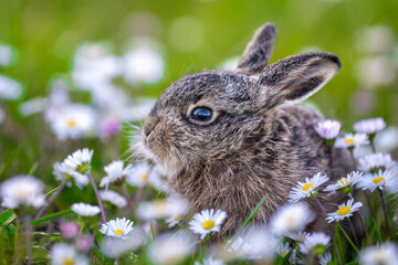 Little hare sitting in a spring daisy meadow © byrdyak