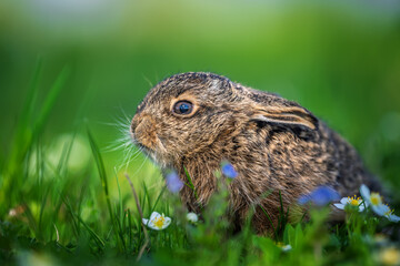 Young wild hare sitting among green meadow grass © byrdyak