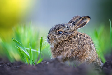 Young wild hare sitting among new spring grass © byrdyak