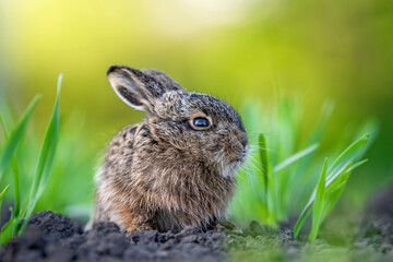 Baby hare leveret sitting in green grass outdoors © byrdyak