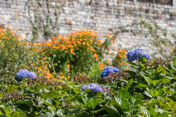 Obraz premium Blaue und orangene Blüten