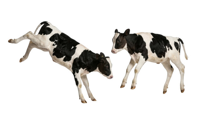 Two playful holstein calves jumping and running isolated on transparent background