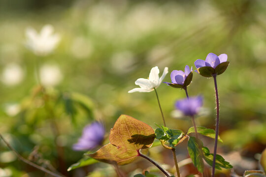 Purple and white liverleaf wildflowers in spring