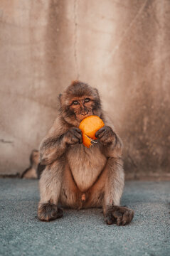 Ape eating an orange in Gibraltar