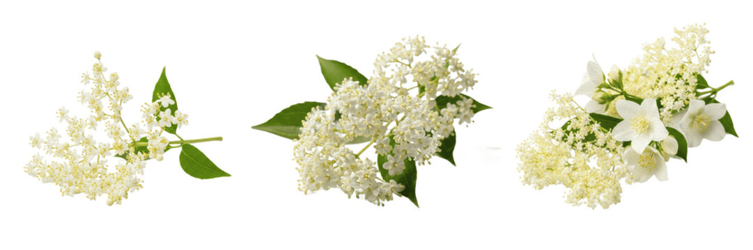 Set and collection of beautiful fresh white elderflower blossoms bunch green leaves herbal flora asset isolated on white transparent png background