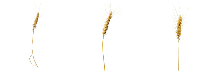 Set and collection of single dry golden wheat ear stalk cereal grain harvest agriculture asset isolated on white transparent png background © fasterlife