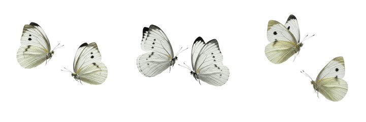 Set and collection of beautiful delicate white butterfly wings top view symmetrical insect pairs isolated on white transparent png background © fasterlife
