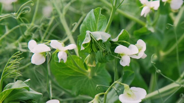 Young pea field in bloom, sea of delicate white flowers across verdant rows, sunlit leaves swaying in soft breeze, closeup texture of stems and petals, rural farmland atmosphere