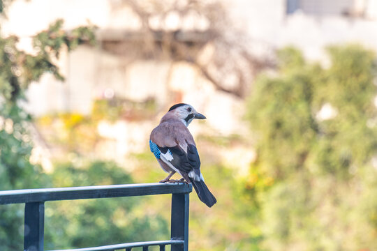 A Eurasian jay bird on a black railing in northern Israel.
