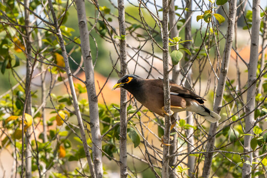 Common Myna bird flying towards a palm tree in Israel. It is an invasive species in Israel.
