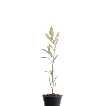 A slender potted plant with pale, lanceolate leaves against a black background