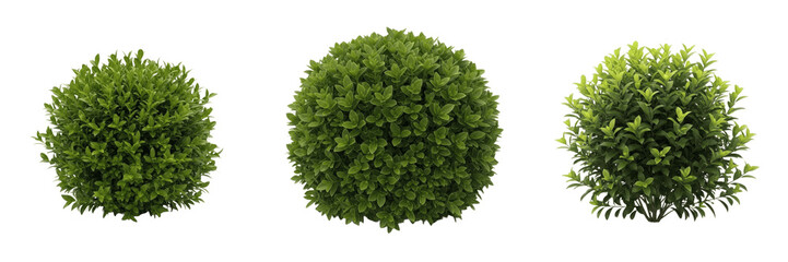 Naklejka premium Set and collection of round green boxwood shrub bush trimmed topiary plant garden landscape design element isolated on white transparent png background