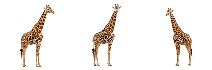 Obraz premium Set and collection of majestic tall African giraffe wild animal standing profile view wildlife nature design asset isolated on white transparent png background
