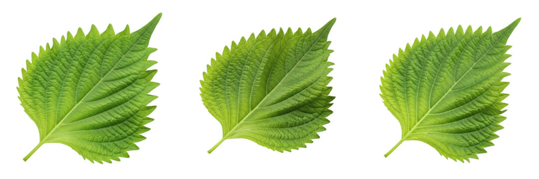 Set and collection of fresh vibrant green perilla shiso leaf raw herbal seasoning botanical flora design element isolated on white transparent png background