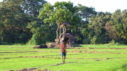Mirador de elefantes, Agricultura tradicional en Kubukkadanwala, Dambulla (Sri Lanka) © IVÁN VIEITO GARCÍA