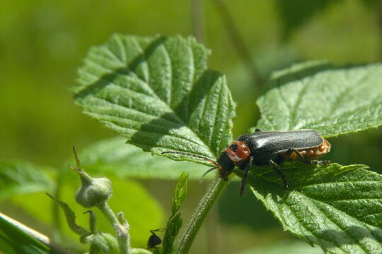 Omomiłek (Cantharis fusca) 3