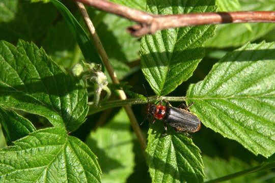 Omomiłek (Cantharis fusca)
