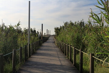 Obraz premium A boardwalk through a vineyard