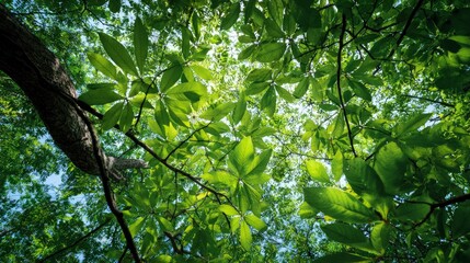 Obraz premium Green leaves on tree branches, seen from below.