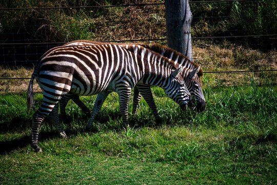 A pair of Plains Zebras (Equus quagga)
