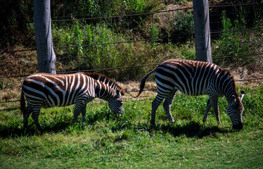 Obraz premium A pair of Plains Zebras (Equus quagga)