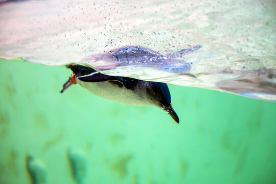Little Blue Penguin ( Eudyptula minor)