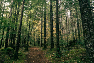 Fototapeta premium Hiking path cutting through a dense pine woodland, with light dappling the lush foliage on the forest floor and the massive pine tree trunks rising everywhere. 