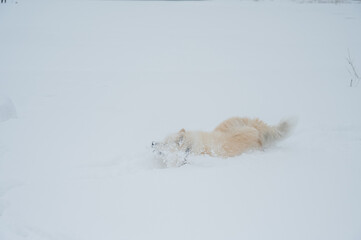 Naklejka premium A Samoyed dog runs through the snow.