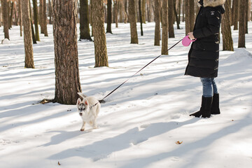 Woman walking with husky puppy in winter park. © Olga