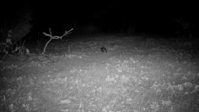 Small Virginia opossum on a winter night, sniffing the air, getting scared of something and running away