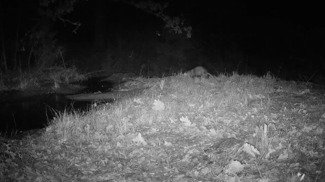 Virginia opossum walking, with a gray fox catching up to it and trying to take a look, and the opossum telling him to back off on a winter night