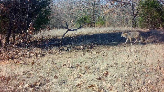 Coyote prowling through an opening on a winter afternoon, nervously looking around before hastily moving off to the right